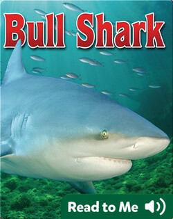 Bull Shark