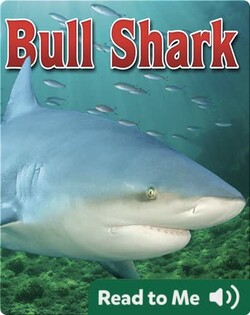 Bull Shark