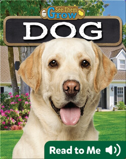 Dog