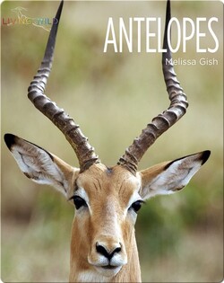 Antelopes