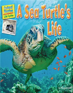 A Sea Turtle's Life