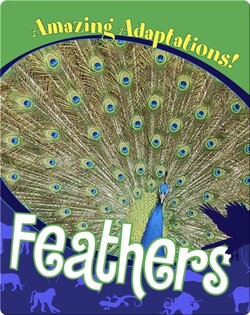Feathers