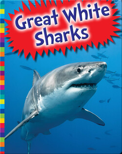 Great White Sharks