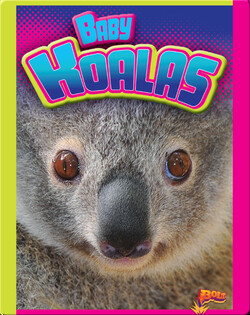 Baby Koalas