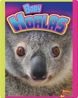 Baby Koalas
