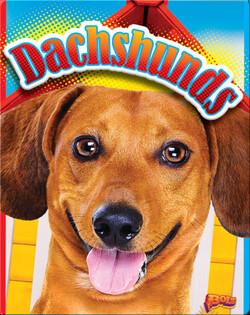 Dachshunds