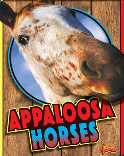 Appaloosa Horses