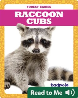 Raccoon Cubs
