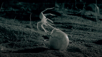 A Spider's Perfect Shelter