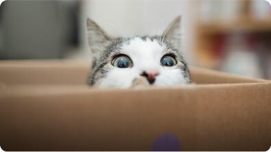 Why Cats Love Boxes So Much
