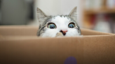 Why Cats Love Boxes So Much