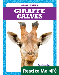 Giraffe Calves