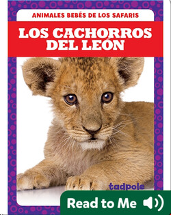 Los cachorros del león (Lion Cubs)