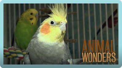 Real Talk With Steve The Cockatiel