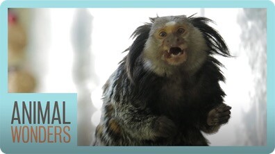 Mimi The Marmoset's Morning Routine
