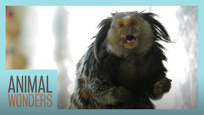 Mimi The Marmoset's Morning Routine
