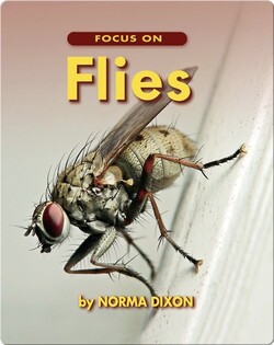 Focus on Flies