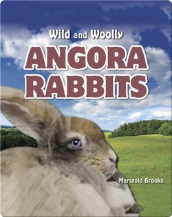 Angora Rabbits
