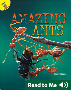 Amazing Ants