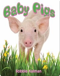 Baby Pigs