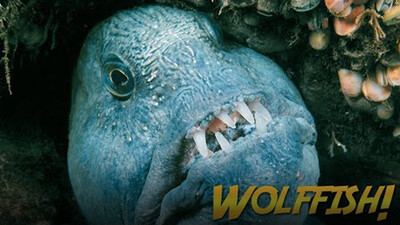 Jonathan Bird's Blue World: Wolffish & Wolf Eels