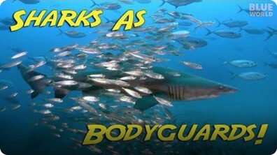 Jonathan Bird's Blue World: Bodyguard Sharks!