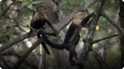 BBC Life: White-Headed Capuchin
