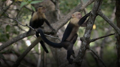 BBC Life: White-Headed Capuchin