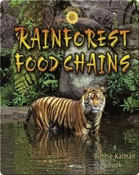 Rainforest Food Chains