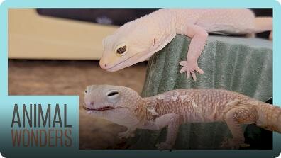 Leopard Gecko Rescue - Incredible Recovery!