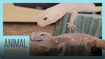 Leopard Gecko Rescue - Incredible Recovery!