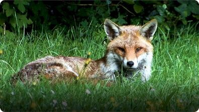 AnimalFanPedia: Forest Creatures