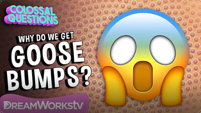 Colossal Questions: Why Do We Get Goose Bumps?