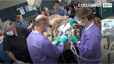 Columbus Zoo Qs: Do Animals Go to the Dentist?