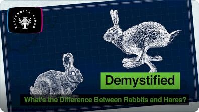 Demystified: What's the Difference Between Rabbits and Hares?