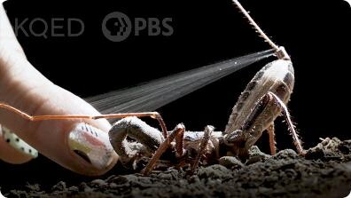 Deep Look: The Vinegaroon Sprays Acid to Foil its Foes