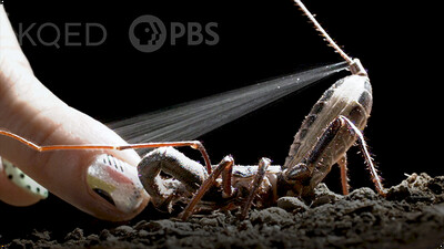 Deep Look: The Vinegaroon Sprays Acid to Foil its Foes