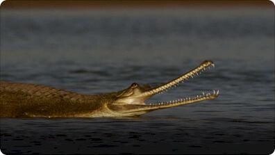 Hidden India: Wildlife Hunting in India
