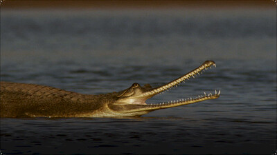 Hidden India: Wildlife Hunting in India