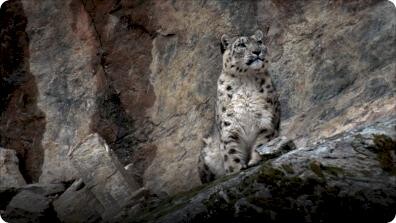 Hidden India: India Wildlife Hunting In Mountains