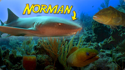 The Search for Norman the Friendly Nurse Shark in Belize!