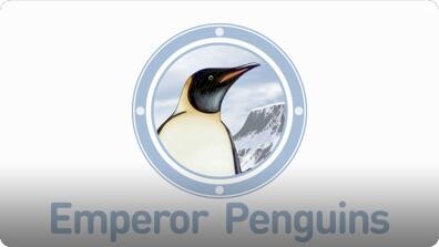 Amazing Animals: Emperor Penguins