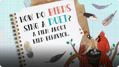 How Do Birds Sing a Duet