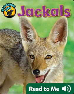 Jackals (Wild Canine Pups)