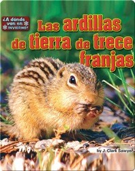 Las ardillas de tierra de trece franjas (squirrels)