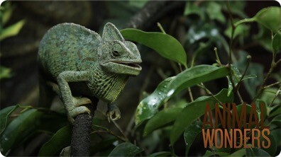 The Reptile Room Gets a Makeover!