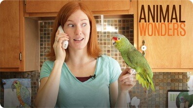 Parrot Copy Cat