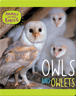 Owls and Owlets