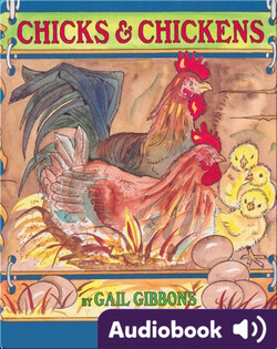 Chicks and Chickens
