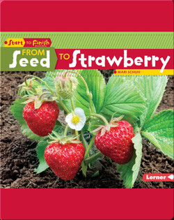 From Seed to Strawberry